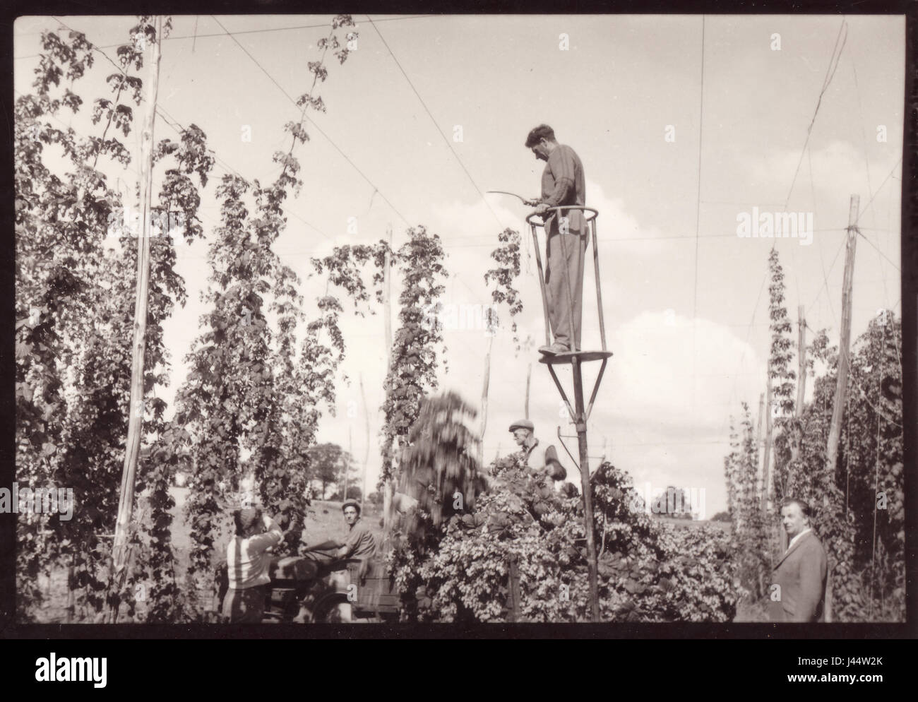 Kentish Hop Pickers mit einem Mann bekannt als Pole - Abzieher thront auf einem stelzenläufer, mit einem entenschnabel der hop Denergieanlagen (Rebe) ca. unten zu schneiden. 1950, Kent, Großbritannien Stockfoto