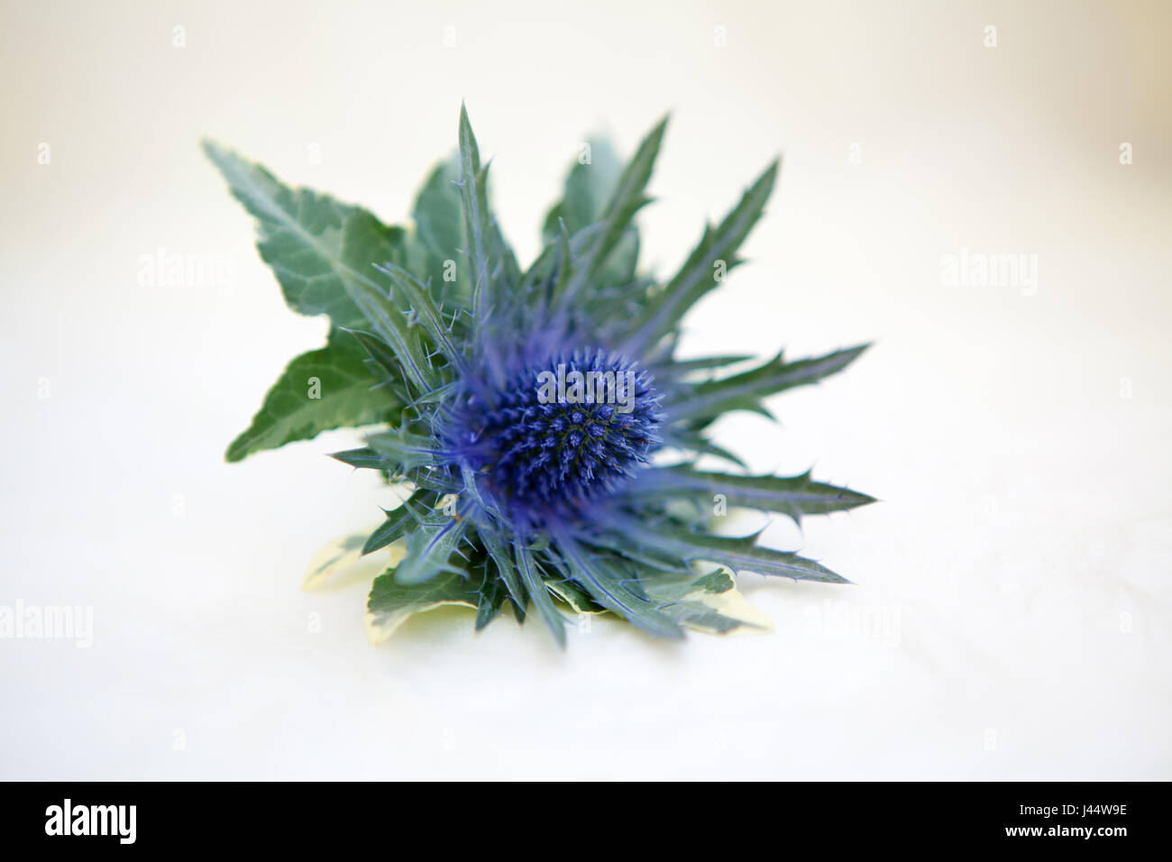 Distel-Knopfloch-Blume für den Bräutigam Stockfoto