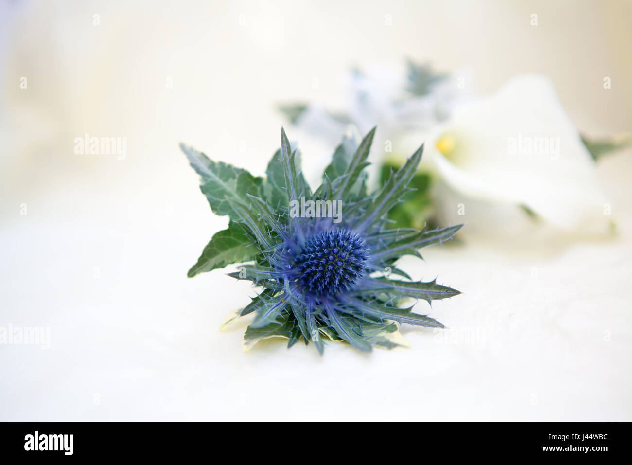 Distel-Knopfloch-Blume für den Bräutigam mit Blume im Hintergrund Stockfoto