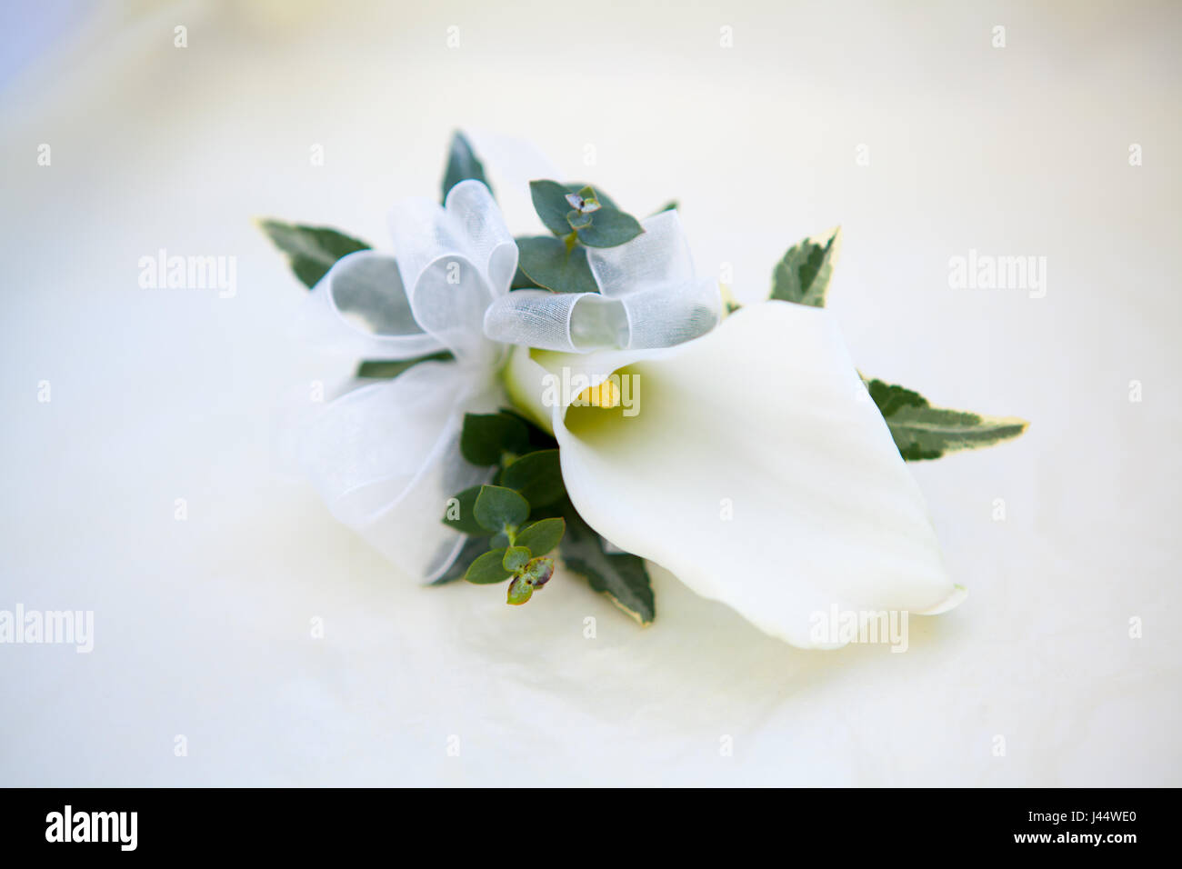 Distel-Knopfloch-Blume für den besten Mann Stockfoto