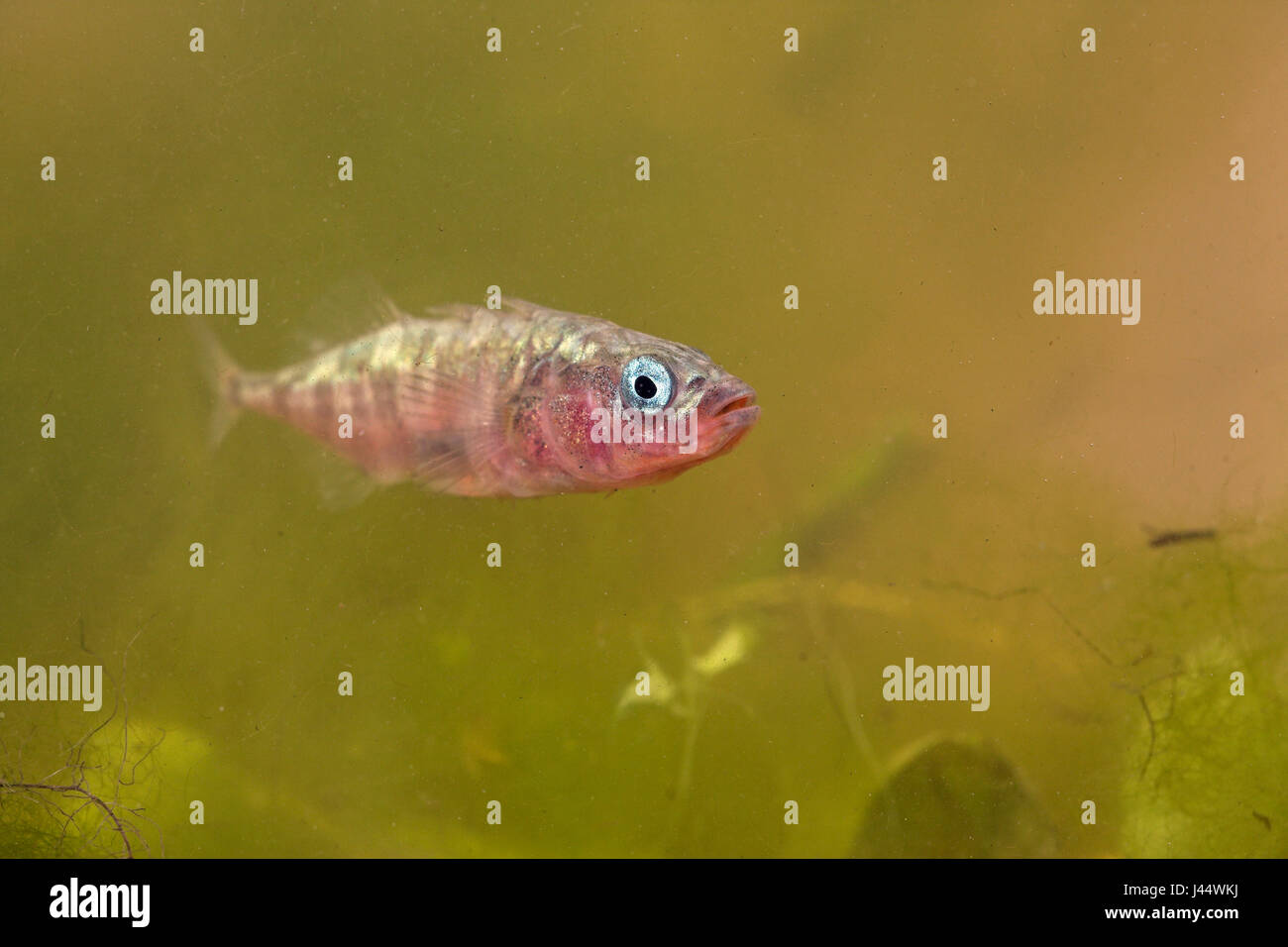 männliche 3-Spined Stichling in der Paarung Farben Swimmming über Grünpflanzen Stockfoto