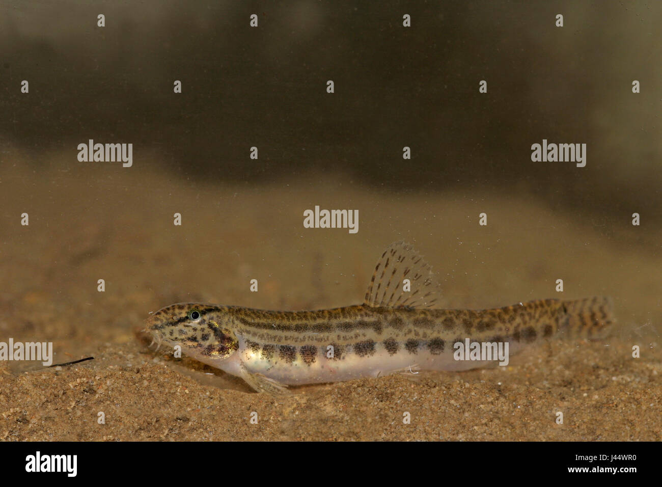 Spined Loach auf schlammigen Boden Stockfoto