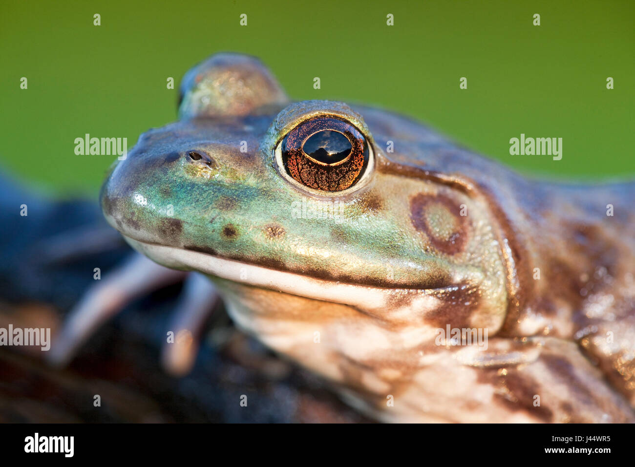 Portret eine nordamerikanische Ochsenfrosch Stockfoto