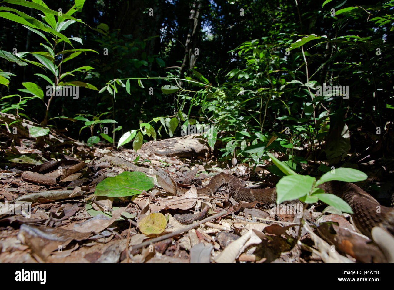 Foto von einem großen Lanzenotter, sonnen sich auf dem Waldboden Stockfoto