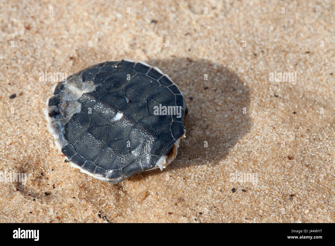 Foto von Tha Panzer von einem Jungtier vordatierte Suppenschildkröte Stockfoto