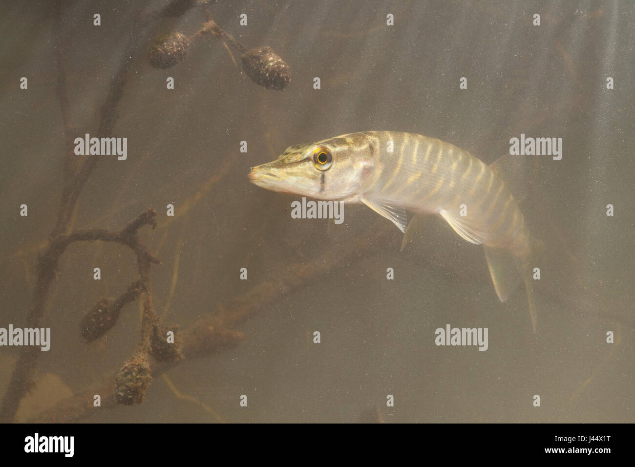 Foto von einen jungen Hecht unter Wasser zwischen Filialen Stockfoto