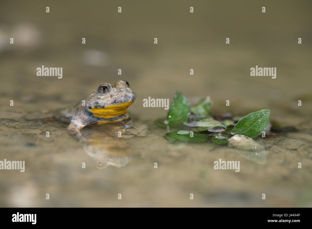Gelbbauchunke in seine natürliche Gewohnheit, reproduzieren Bauche Kröten oft in temporären Gewässern Stockfoto