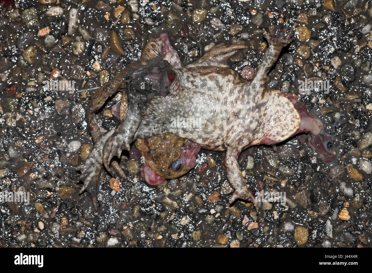 ein paar gemeinsame Kröten, die durch den Verkehr getötet wurden Stockfoto