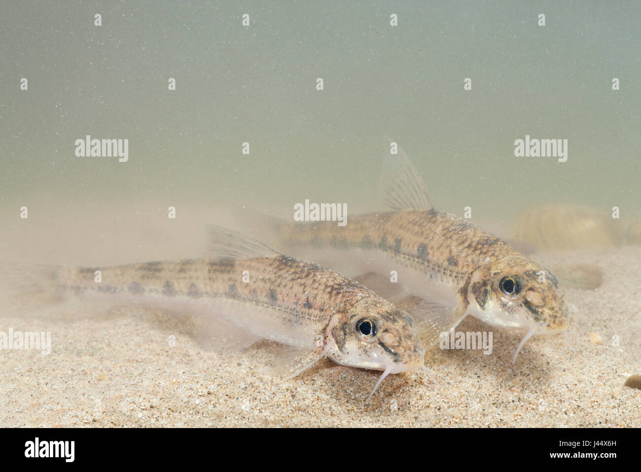 Foto von einem zwei weiße Lamellen Gründling am Grund Flusses Stockfoto