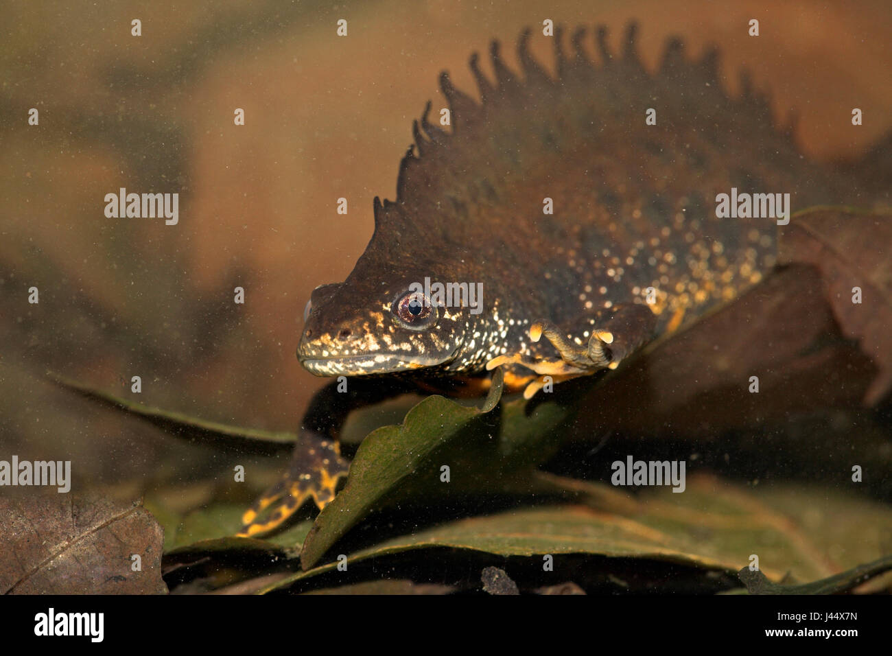 männliche große crested Newt unter Wasser Stockfoto