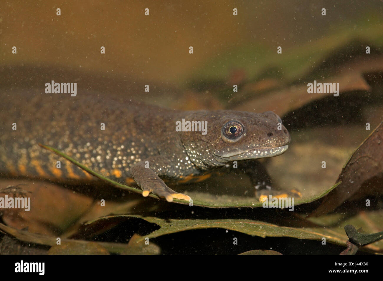 weibliche great crested Newt unter Wasser Stockfoto