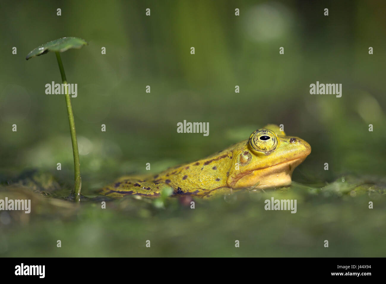 ein männlichen Pool Frosch (gelb) liegt unter einem Regenschirm wie Blatt Stockfoto