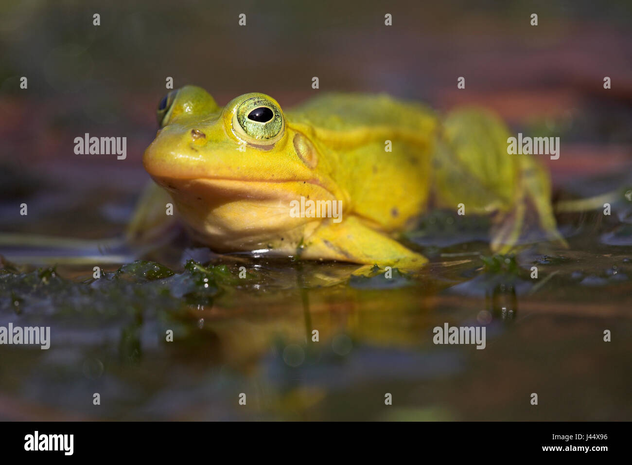 gelbe männliche Frosch Dure Zucht Poolsaison Stockfoto