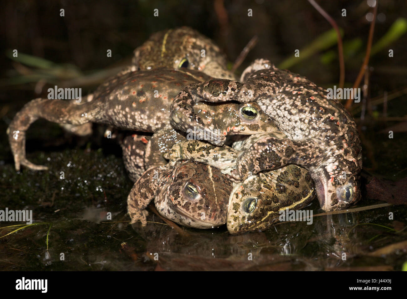 vier männliche Natterjack Kröten kämpfen zu Paaren mit einer weiblichen Natterjack Kröte (unter Männern) Stockfoto