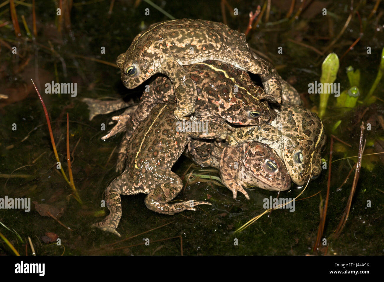 vier männliche Natterjack Kröten kämpfen zu Paaren mit einer weiblichen Natterjack Kröte (unter Männern) Stockfoto