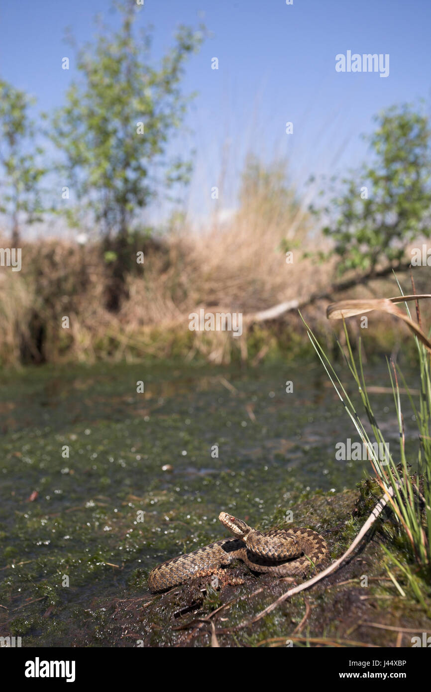 an einem heißen Tag im Frühjahr wurde eine gemeinsame Viper um einen Patch von nassen Sphagnum gefunden. Stockfoto