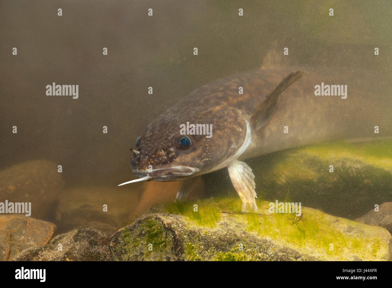 Porträt einer Quappe Stockfoto