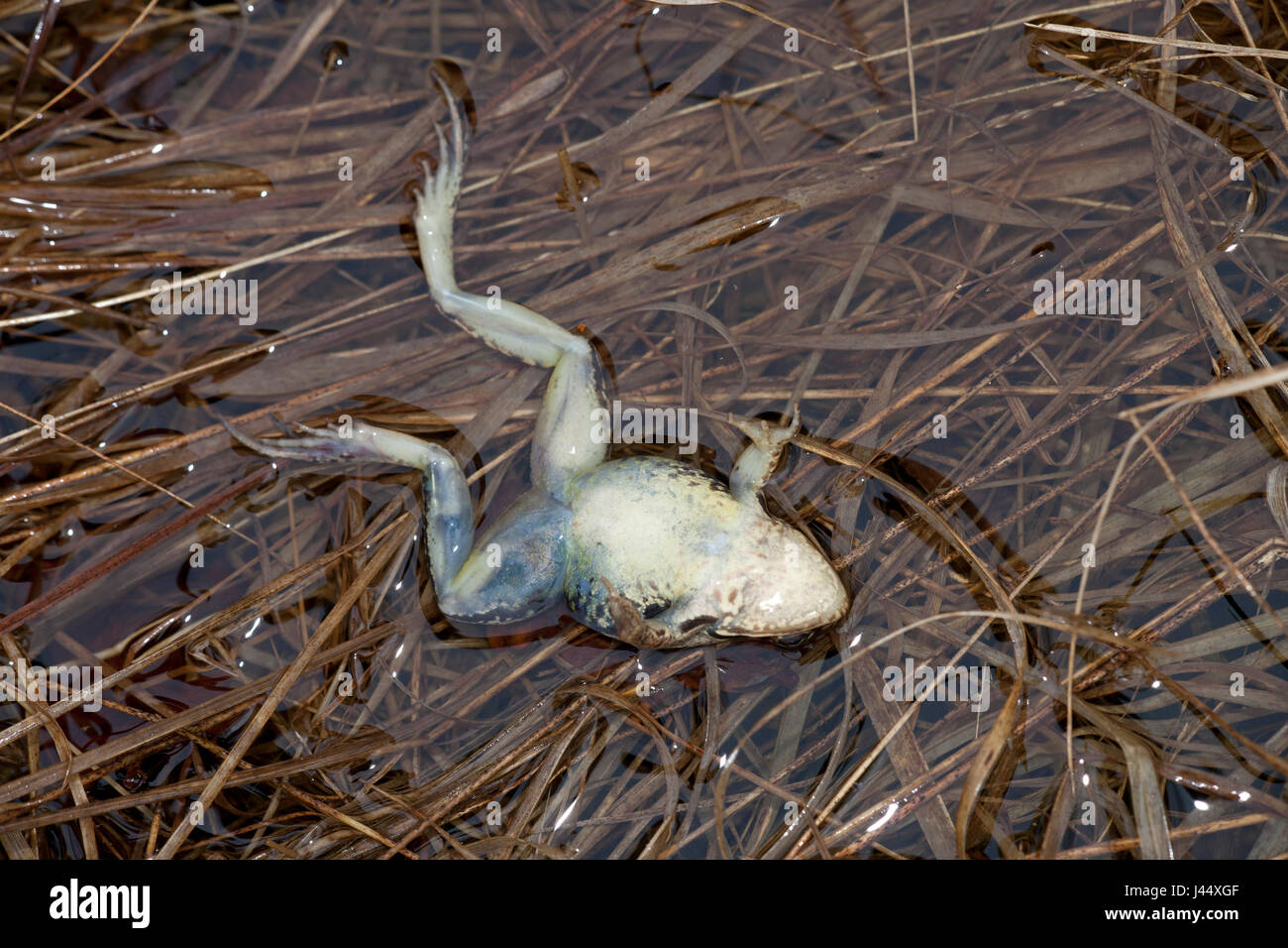 Foto von einem Toten Moor-Frosch Stockfoto