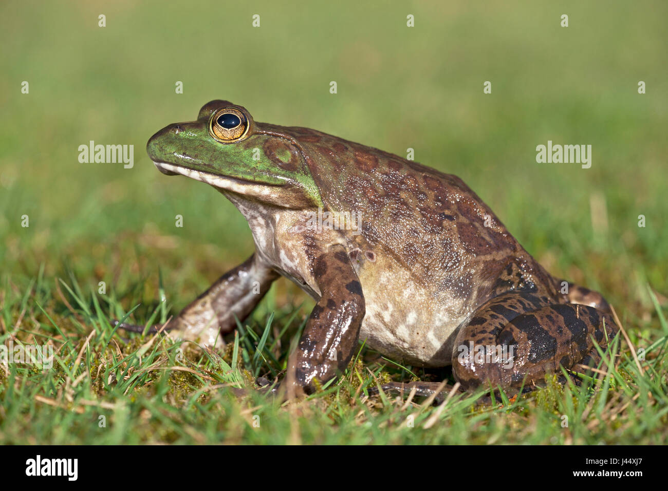 Foto von einem nordamerikanischen Ochsenfrosch auf Rasen Stockfoto