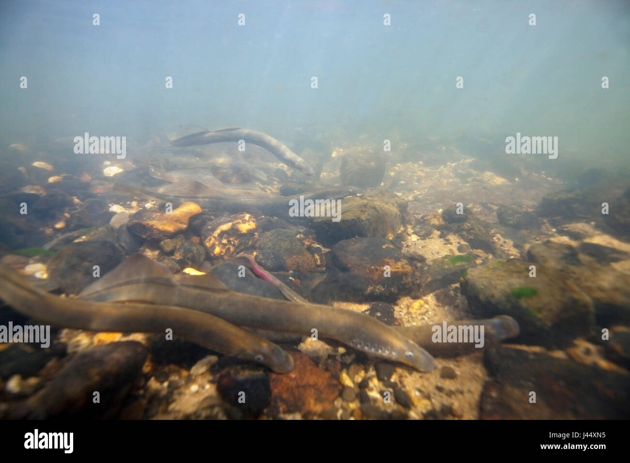 Fluss Neunaugen laichen bauseits in den Niederlanden, die Nestholes zwischen den Felsen waren, dass die Weibchen Eiablage können Männchen machen. Stockfoto