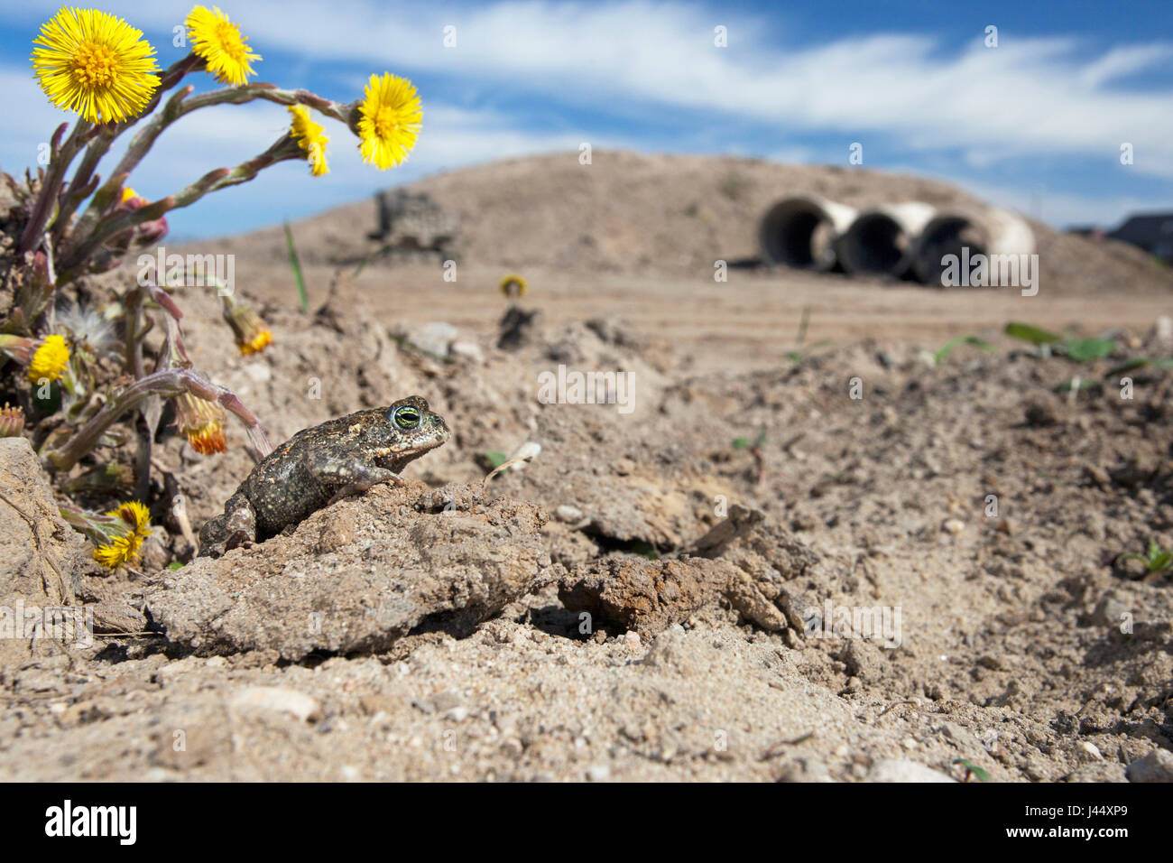Foto einer Natterjack Kröte auf einer Baustelle mit gelben Blüten und Abwasserleitungen im Hintergrund Stockfoto