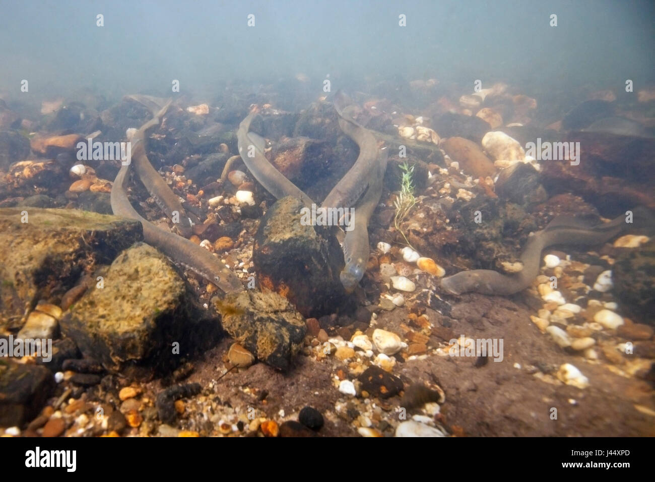 Fluss Neunaugen laichen bauseits in den Niederlanden, die Nestholes zwischen den Felsen waren, dass die Weibchen Eiablage können Männchen machen. Stockfoto