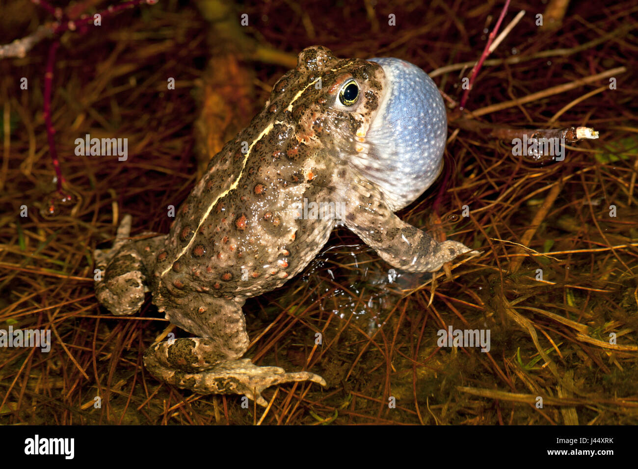 aufrufende männlichen Natterjack Kröte im Wasser mit riesigen vocal sac Stockfoto