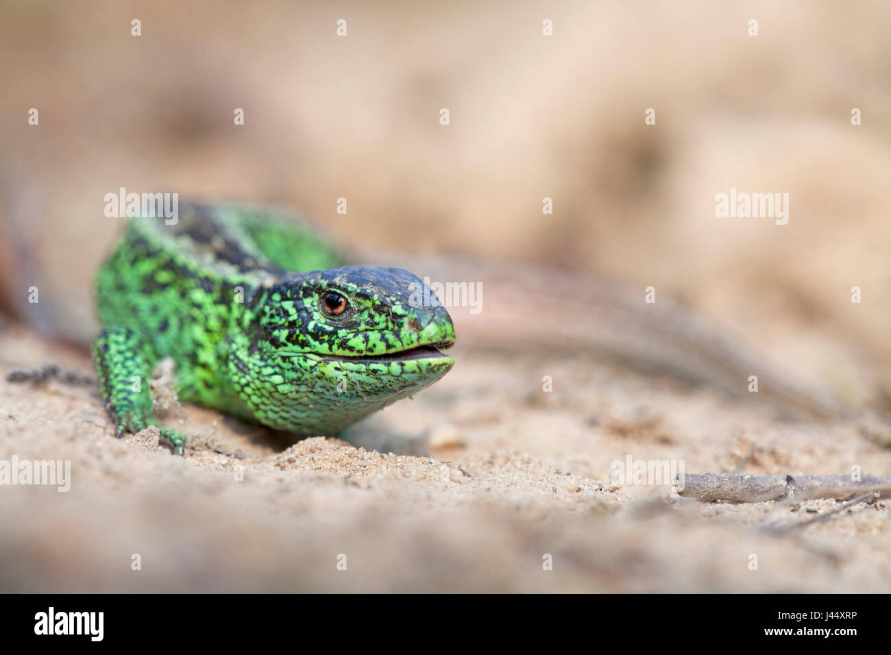 Foto von einem grünen männlichen Zauneidechse auf sand Stockfoto