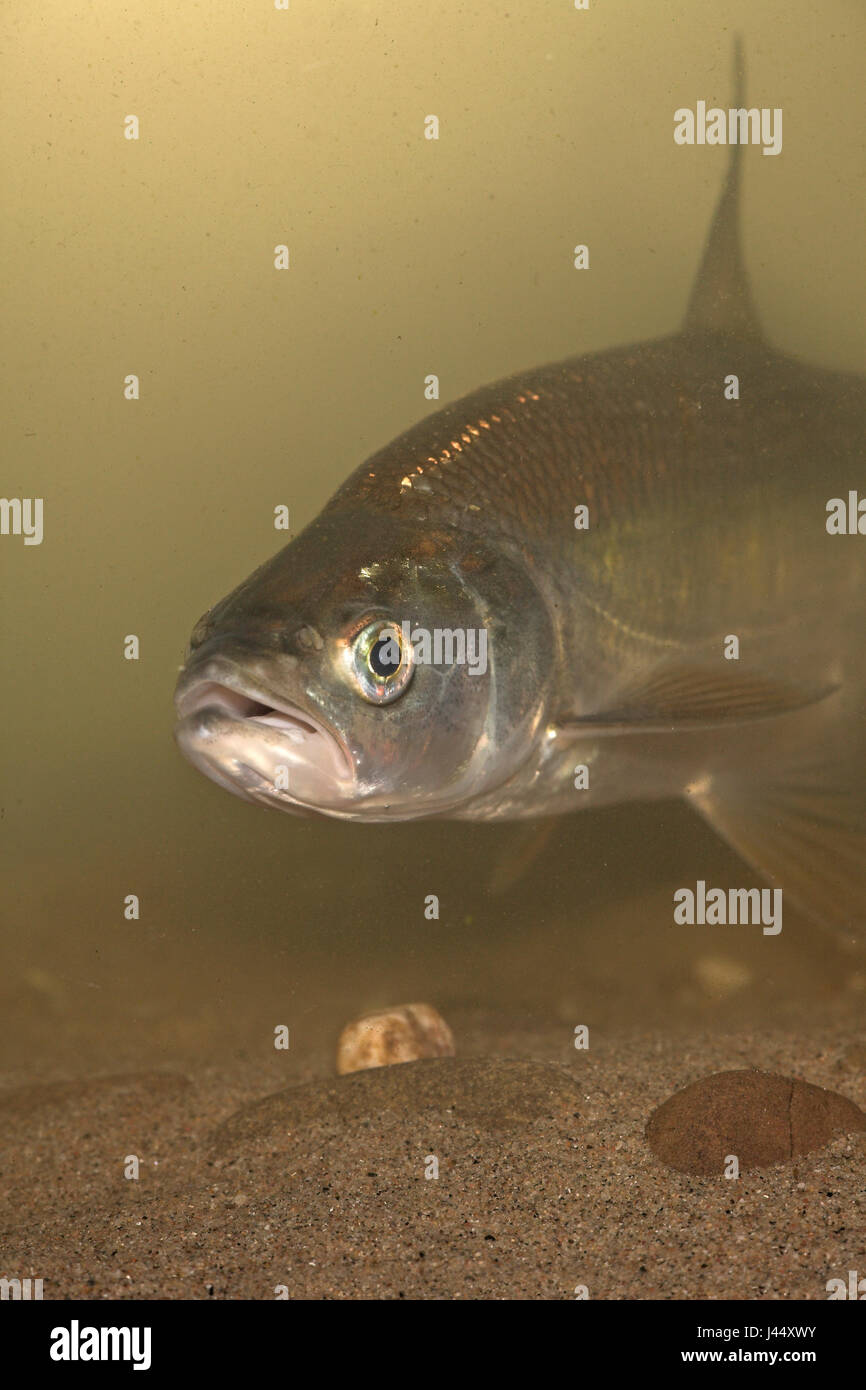 Vertikale Bild einer ASP (Hochformat) Stockfoto