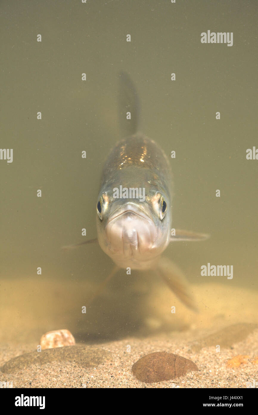 Vertikale Bild einer ASP (Hochformat) Stockfoto