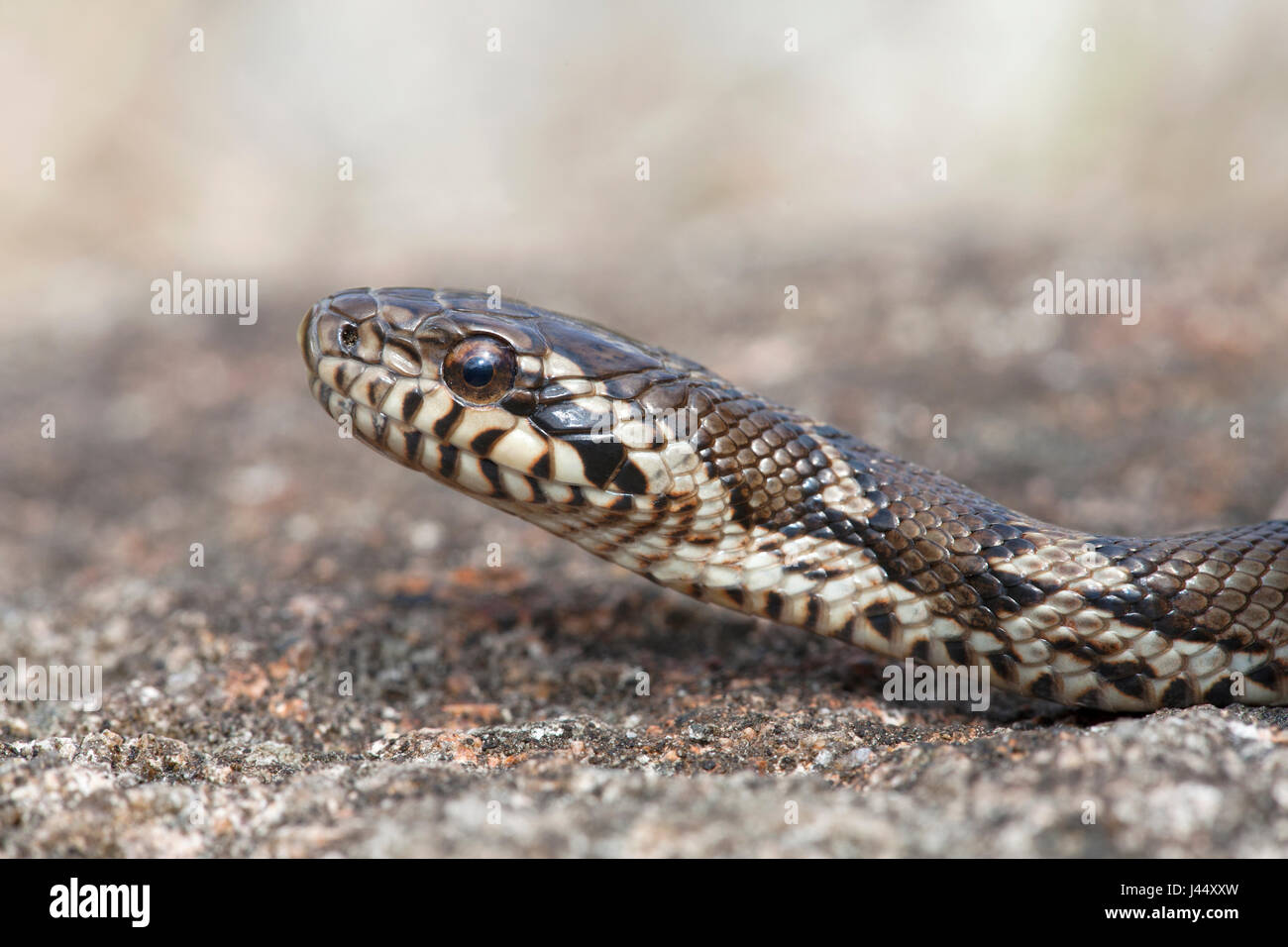 Foto van Een militärischen Rattenslang, Rondom Vliegveld Eelde Heeft Zich Een Populatie in Het wilde Gevestigd. De Dieren Worden tot Meer Dan twee Meter Groot, de Herkomst ist Onbekend. Ze Worden Gehouden als Knaagdieren Bestrijding in Kassen Maar Ook Veel Tür Terrariumliefhebbers; Foto einer russischen Ratte Schlange auf einer Website waren, dass sie eingeführt wird; Muur; fahl Ziegel; Steen; Stein; Stockfoto