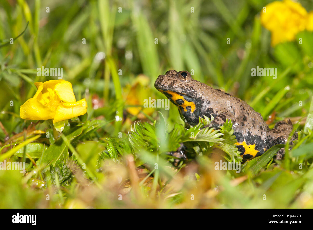 Foto von Gelbbauchunke auf dem Land zwischen Butterblumen Stockfoto