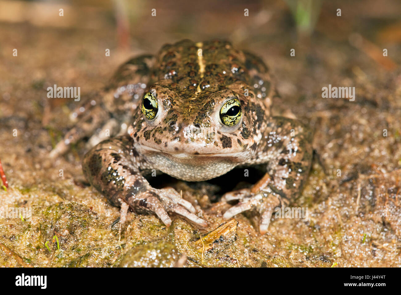 Foto einer Natterjack Kröte mit seinen Streifen auf dem Rücken gut sichtbar Stockfoto