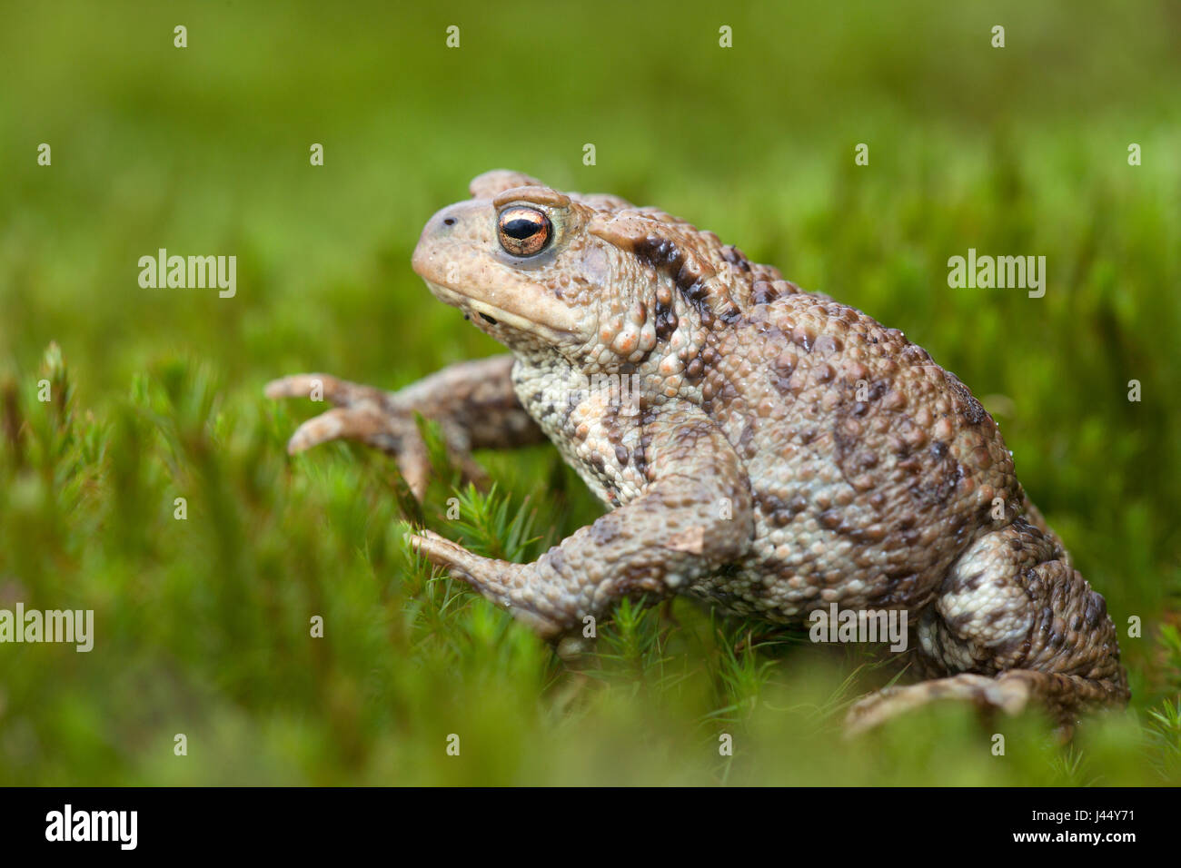 Gewone Pad; Bufo Bufo; gemeinsamen Kröte; gemeinsame europäische Kröte; Crapaud Commun; Erdkröte; Bufonidae; Pad; Padden; Kröte; Kröten; Amfibie; Amfibieen; Amphibien; Amphibien; Bruin; Braun; Wrattig; Warze; Beschermd; geschützt; Niet Bedreigd; Flora-En Faunawet; Tisch 1; Ffwet; Paarung; Migratie; Paddentrek; Migration; Voorjaar; Stockfoto