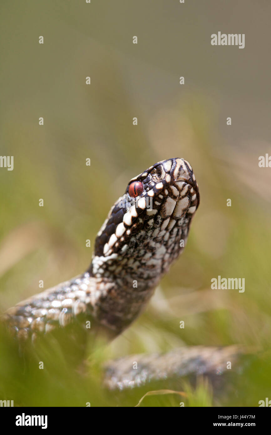 vertikale Foto einer gemeinsamen Viper zwischen Moos Stockfoto