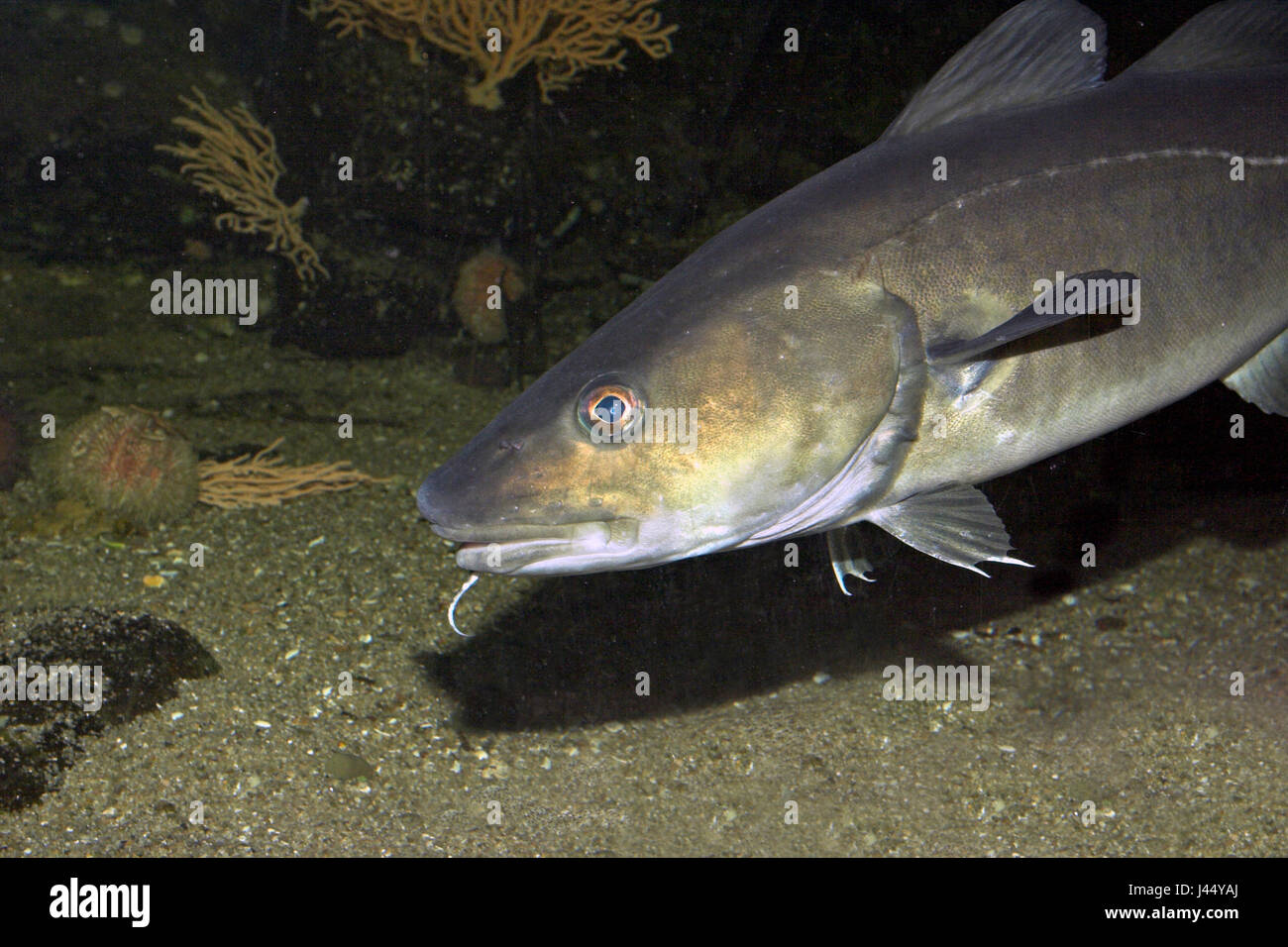 Porträt von ein Atlantischer Kabeljau Stockfoto