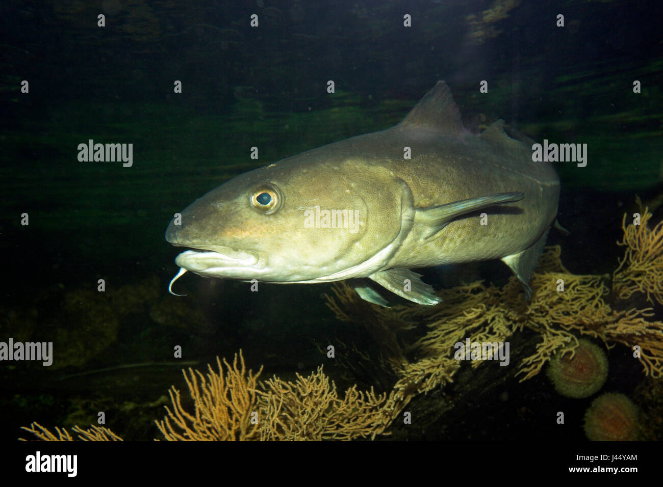 Bild von einem Schwimmen Atlantischer Kabeljau Stockfoto