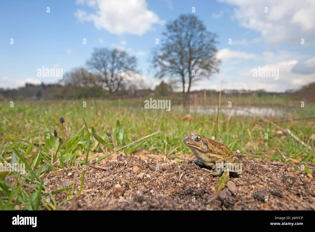 Foto von einer gemeinsamen katzenähnliche Kröte in ihrem Lebensraum Stockfoto