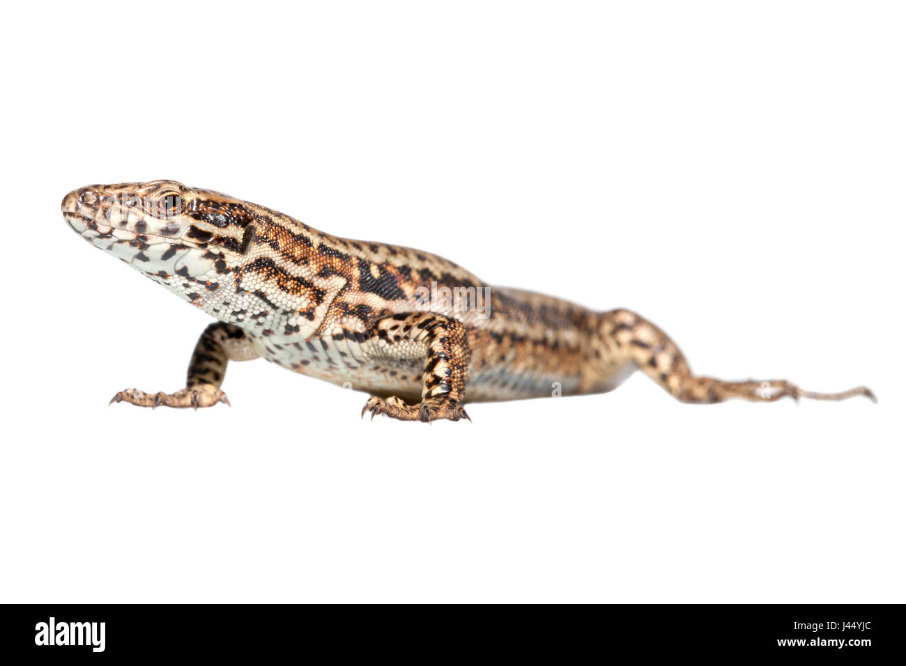 Foto von einem gemeinsamen Mauereidechse gerendert Stockfoto