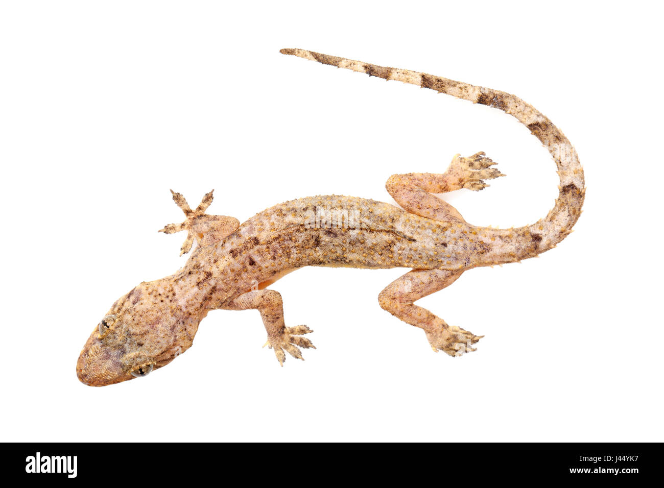 Foto von einem Moreau Tropenhaus Gecko gerendert Stockfoto