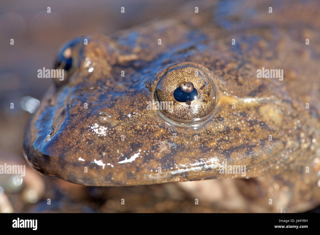 Foto eines Maluti Fluss Frosch, hat es eine Padiglione in seinem Auge, das schützt die Augen vor UV-Strahlung und ist eine Adaption für das Leben auf großen Höhen Stockfoto
