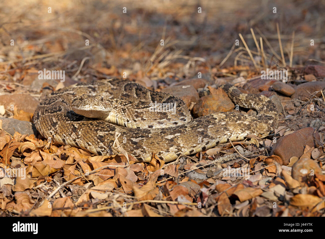 Foto von einem getarnten Blätterteig-Addierer Stockfoto