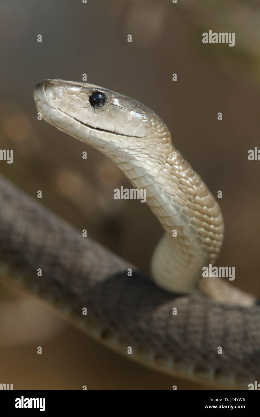 Foto von einer schwarzen Mamba, einer der tödlichsten Schlangen der Welt Stockfoto