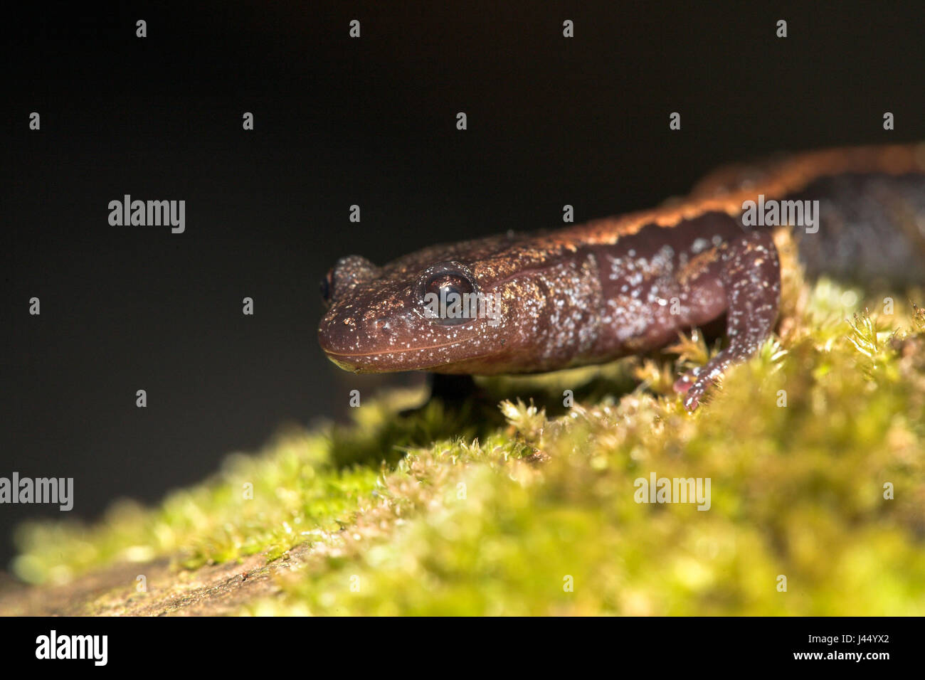 Porträt von einem Gold-gestreiften salamander Stockfoto