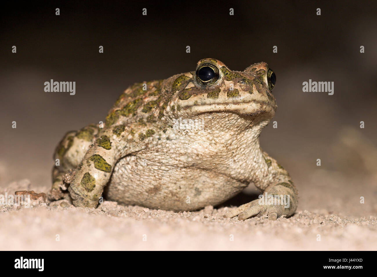 Bild von einem Erwachsenen grüne Kröte auf Sand in der Dunkelheit Stockfoto