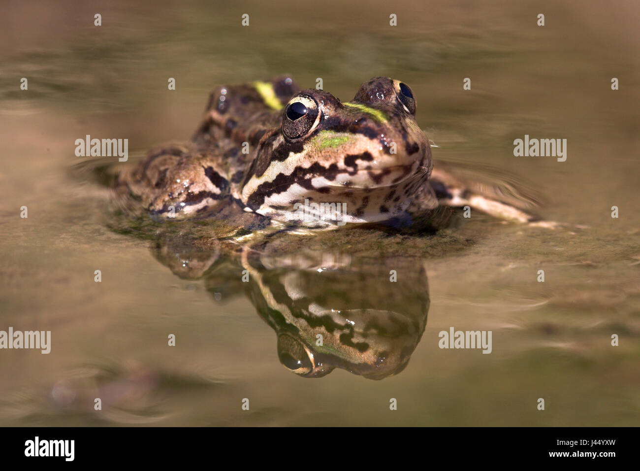 Bild von einer iberischen Wasser Frosch mit Spiegelbild im Wasser Stockfoto