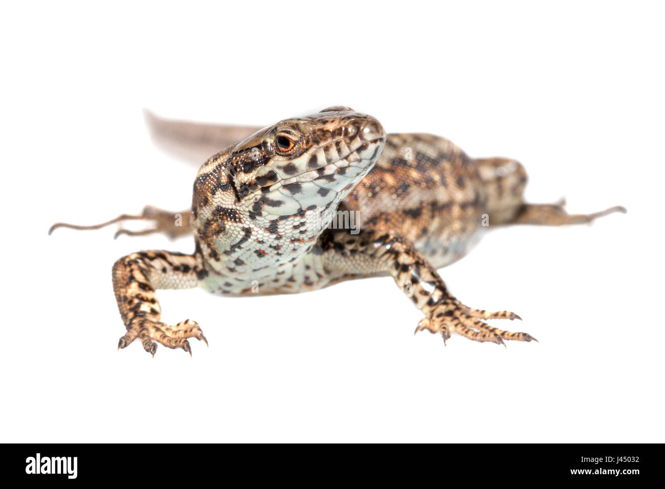 Foto von einem gemeinsamen Mauereidechse (Podarcis Muralis) gerendert Stockfoto