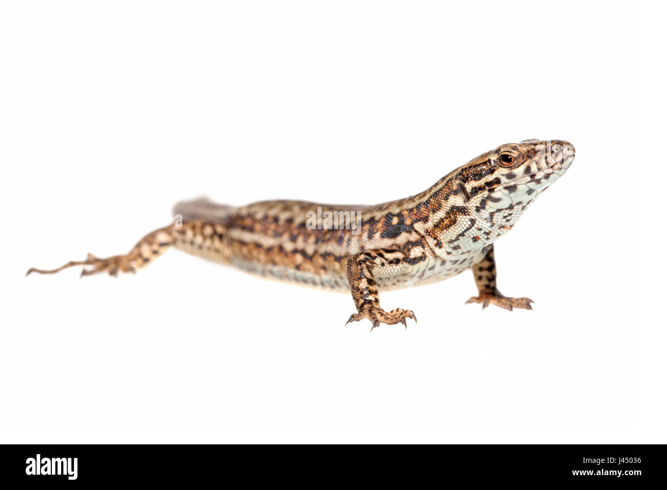Foto von einem gemeinsamen Mauereidechse (Podarcis Muralis) gerendert Stockfoto