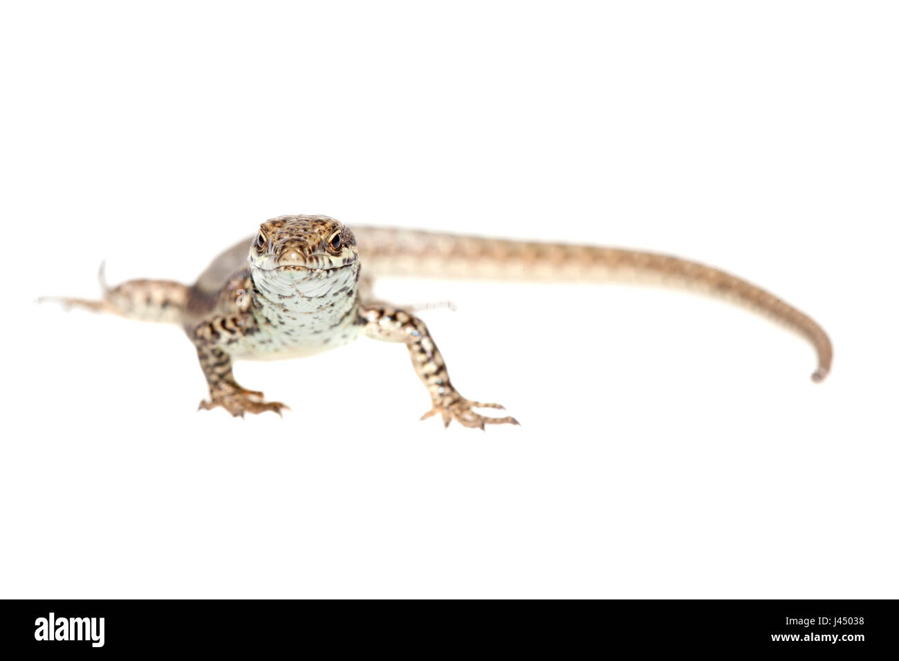 Foto von einem gemeinsamen Mauereidechse (Podarcis Muralis) gerendert Stockfoto