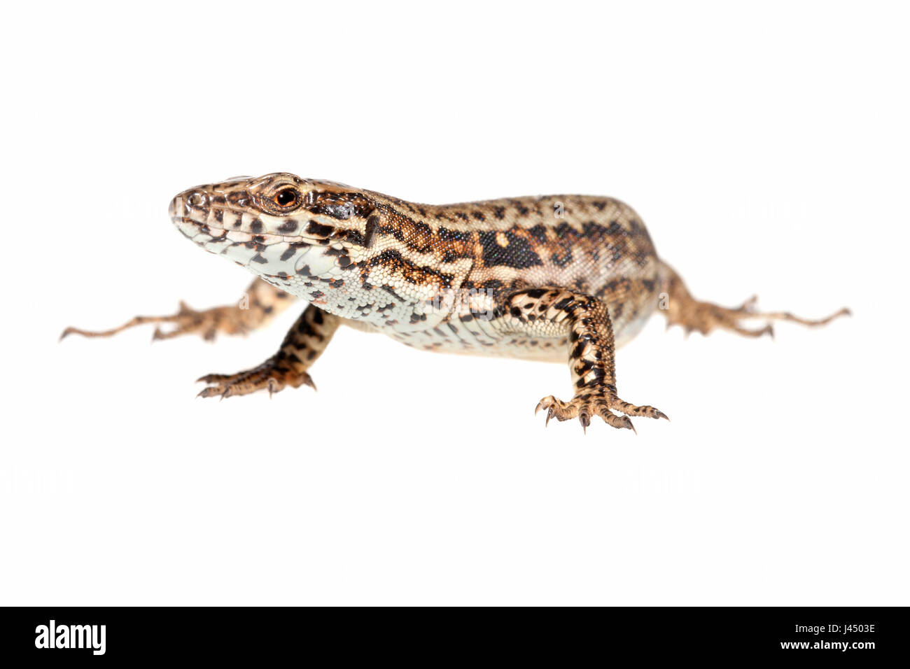Foto von einem gemeinsamen Mauereidechse (Podarcis Muralis) gerendert Stockfoto